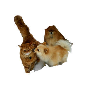 Brown Cat Beside Dog During Daytime