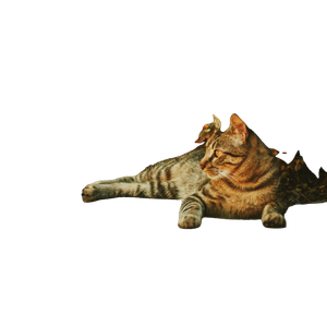 Related cat image: Brown Cat Lying On Gray Concrete Floor