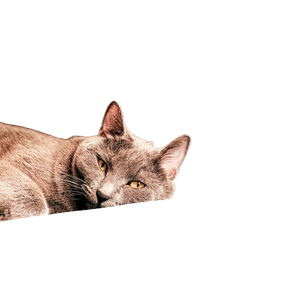 Brown Cat Lying On Gray Textile