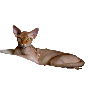 Brown Cat Lying On White Textile