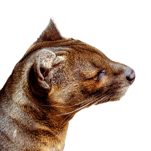 Brown Cat On Brown Dried Leaves