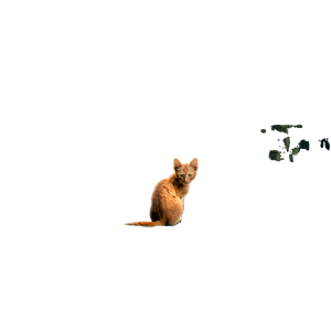 Brown Cat On Gray Concrete Floor