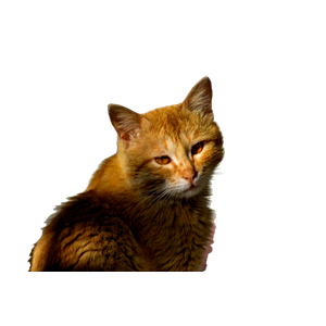 Brown Cat On Snow Covered Ground - Cat PNG image with transparent background
