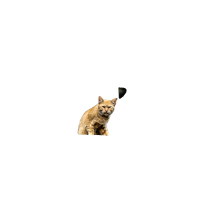 Brown Cat On Stone – cat PNG with transparent background