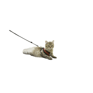 Cat PNG image: Brown Cat With Harness On Ground - transparent background