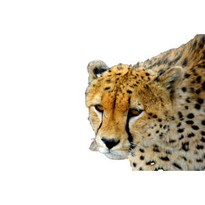 Brown Cheetah
