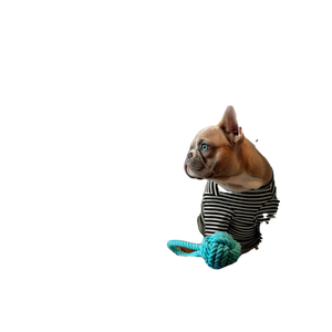 Brown Chihuahua On White And Black Textile – cat PNG with transparent background