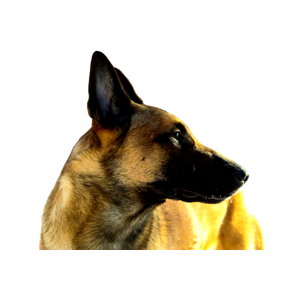 Brown D – cat PNG with transparent background