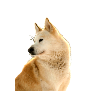 Brown Dingo On Snow Covered Surface – cat PNG with transparent background