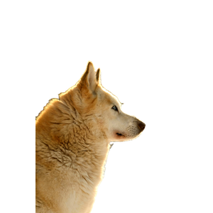 Brown Dog – cat PNG with transparent background