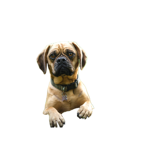 Brown Dog – cat PNG with transparent background