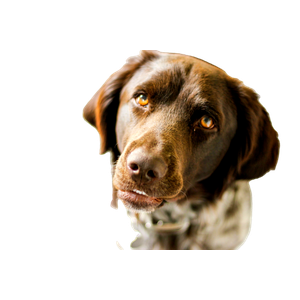 Brown Dog – cat PNG with transparent background