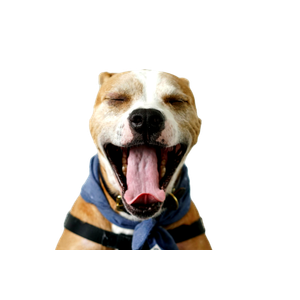 Brown Dog – cat PNG with transparent background
