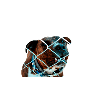 Brown Dog Behind Gray Fence During Daytime – cat PNG with transparent background