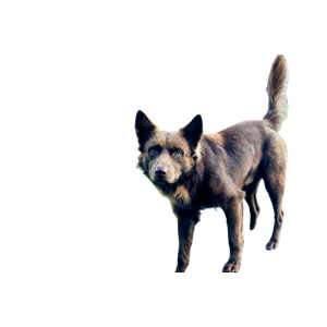 Brown Dog Beside Metal Post – cat PNG with transparent background