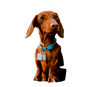 Brown Dog In Window Car – cat PNG with transparent background