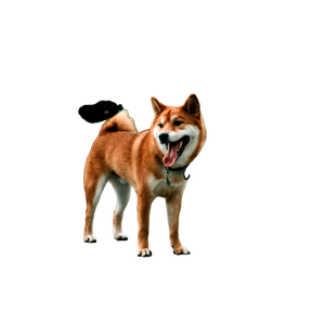 Brown Dog Near Blue Slide – cat PNG with transparent background