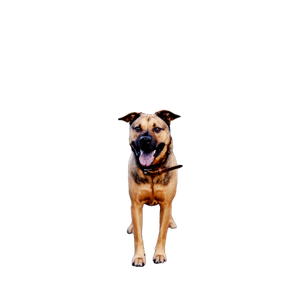 Brown Dog Near Plant – cat PNG with transparent background