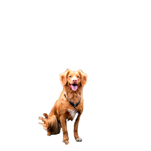 Brown Dog On Grass – cat PNG with transparent background