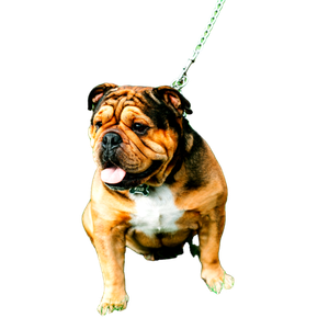 Brown Dog On Grass – cat PNG with transparent background