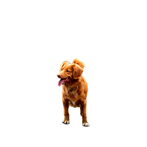 Brown Dog On Road – cat PNG with transparent background