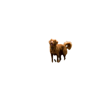 Brown Dog On Tree Log – cat PNG with transparent background