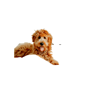 Brown Dog On White Bed – cat PNG with transparent background