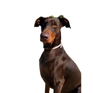 Brown Dog Sitting On Ground – cat PNG with transparent background