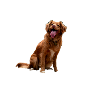 Brown Dog Sitting Outdoors – cat PNG with transparent background