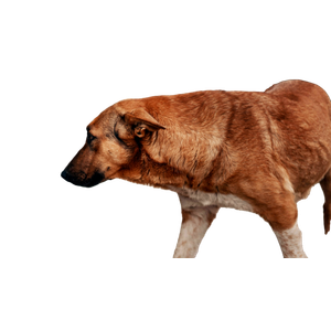 Brown Dog Standing Near Stair – cat PNG with transparent background