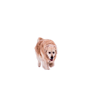 Brown Dog Walking Through To Gate – cat PNG with transparent background