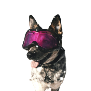 Brown Dog Wearing Ski Goggles – cat PNG with transparent background