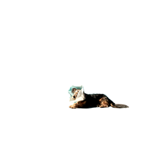Brown Dog With Plastic On His Head – cat PNG with transparent background