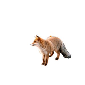 Brown Fox On Gray Ground During Daytime