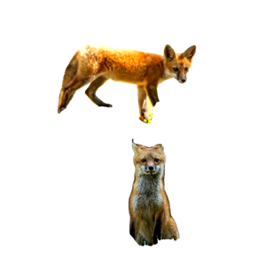Brown Fox On Gray Rock During Daytime