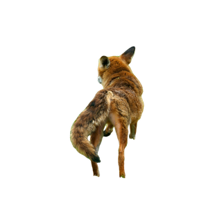 Brown Fox On Green Grass During Daytime