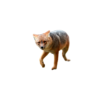 Brown Fox On Green Grass During Daytime