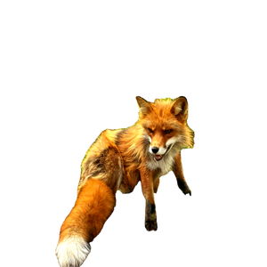 Brown Fox On Green Grass During Daytime