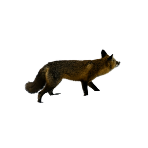 Brown Fox On Snow