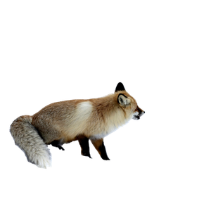 Brown Fox On Snow Covered Ground During Daytime