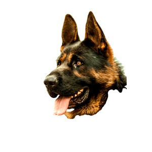 Brown German Shepherd – cat PNG with transparent background