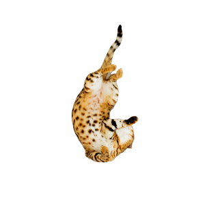 Brown Leopard – cat PNG with transparent background