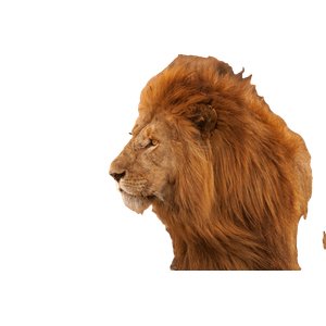 Brown Lion – cat PNG with transparent background