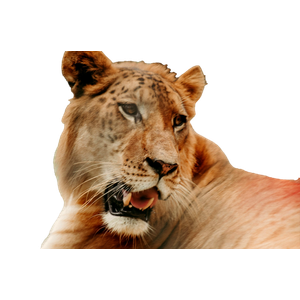 Brown Lion Lying On Green Grass During Daytime 2 - Cat PNG image with transparent background