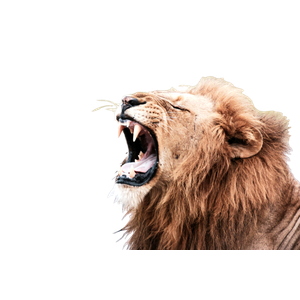 Brown Lion With White Tongue Out – cat PNG with transparent background