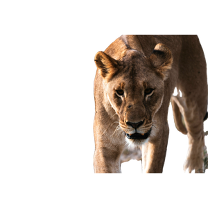Brown Lioness On Brown Field During Daytime – cat PNG with transparent background