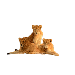 Brown Lioness On Brown Rock During Daytime – cat PNG with transparent background