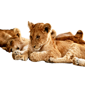 Brown Lioness On Brown Soil During Daytime – cat PNG with transparent background