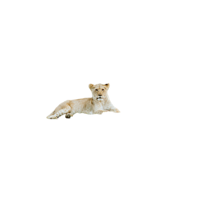 Brown Lioness On Grass Field – cat PNG with transparent background