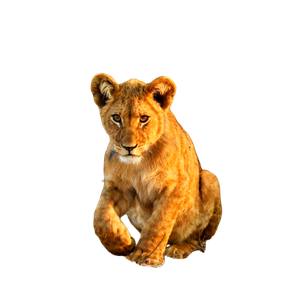 Brown Lioness On Gray Sand During Daytime – cat PNG with transparent background